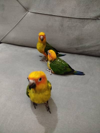 Sunconure chicks