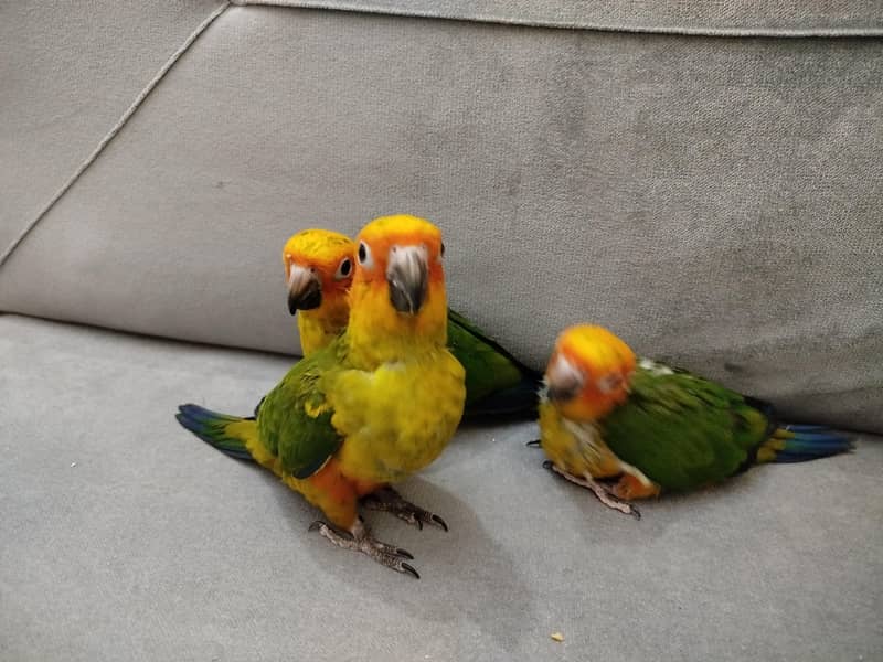 Sunconure chicks 1