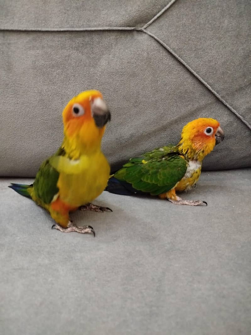 Sunconure chicks 2