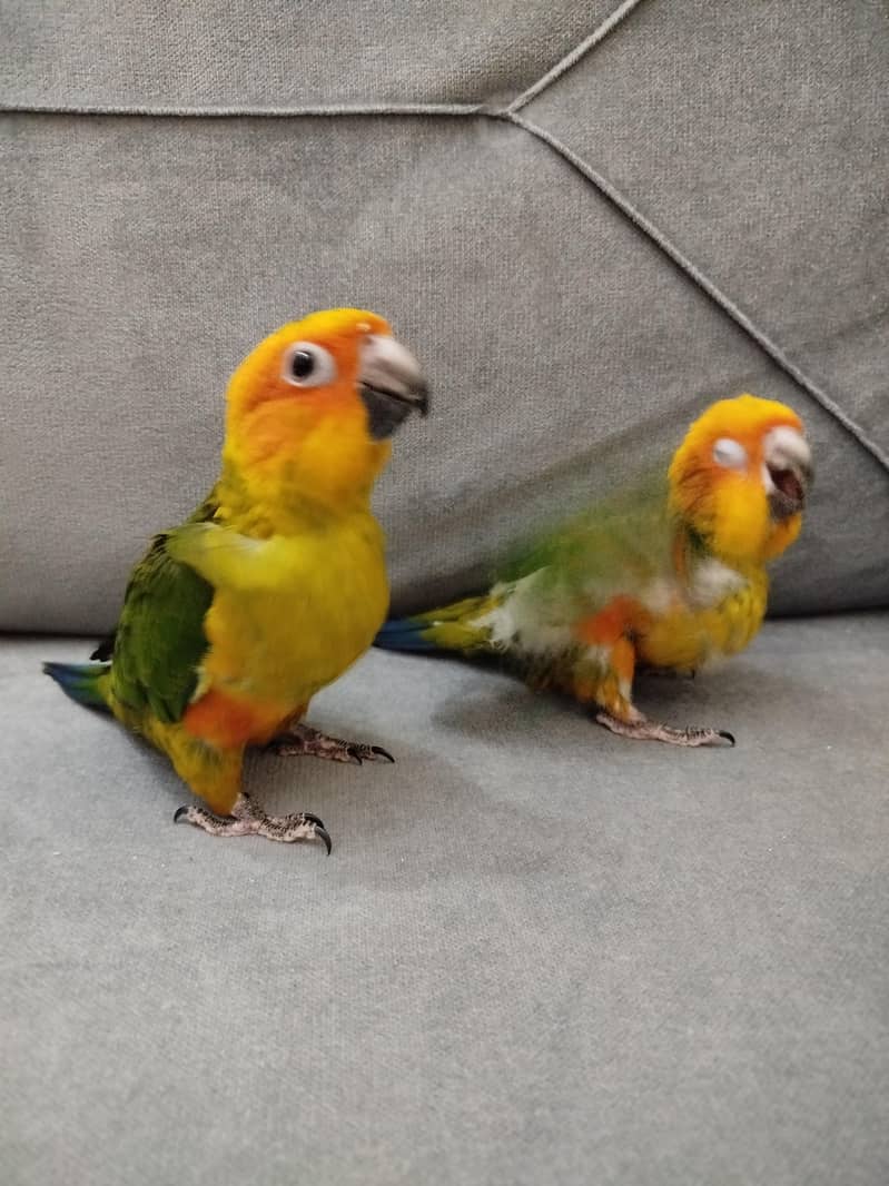 Sunconure chicks 3