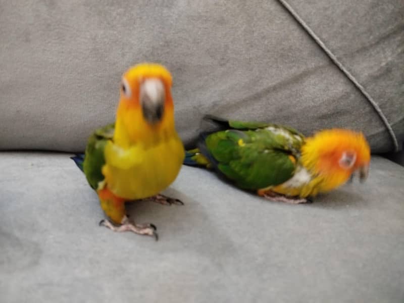 Sunconure chicks 4
