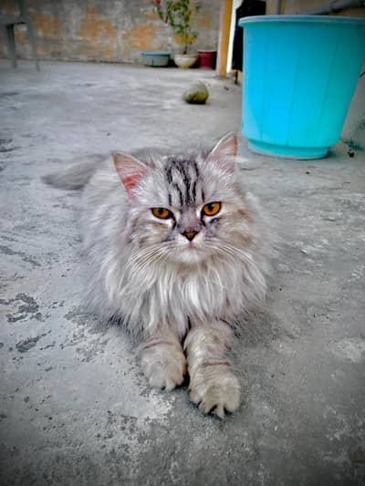 Persian cat sale