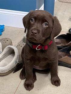 Labrador retriever puppy female chocolate brown