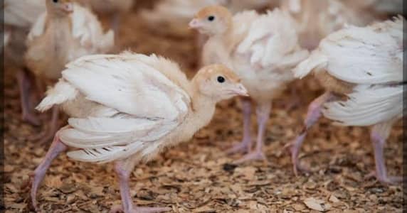 Turkey chicks available