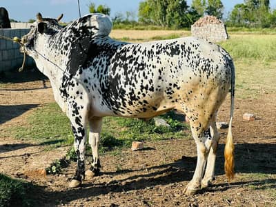 Desi bull