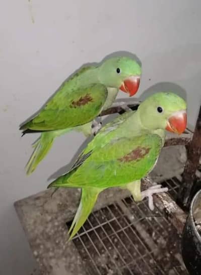perrot Need