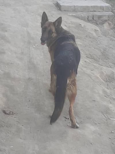 60000 german shepherd breedar female
