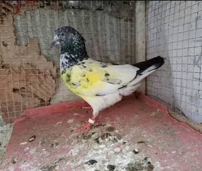 teddy pigeon cross
