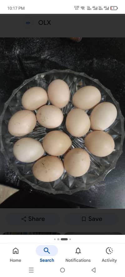 Eggs ,انڈے،Aseel black shamo