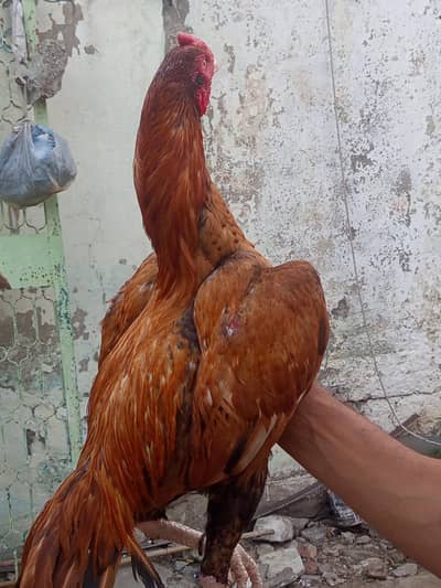 breeder murga