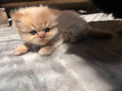 3 Persian kitten for sale