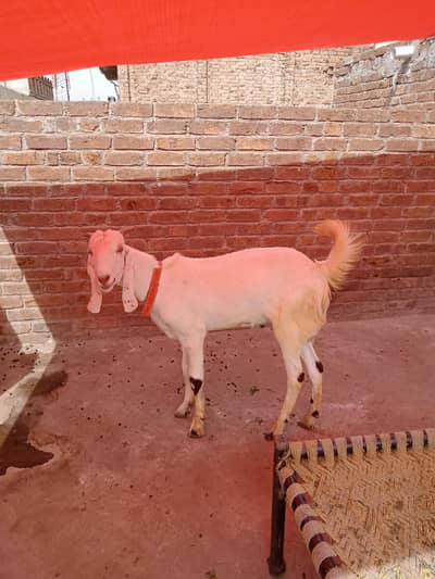Rajan puri Bakra white khubsurat qurbani KY liya