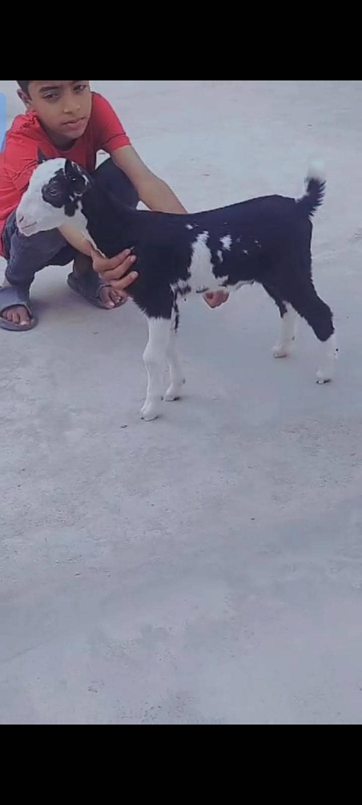taddi 2