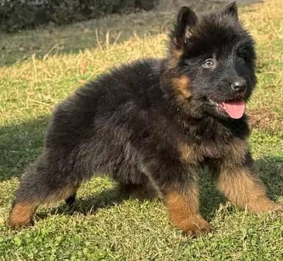 GSD HIGH QUALITY