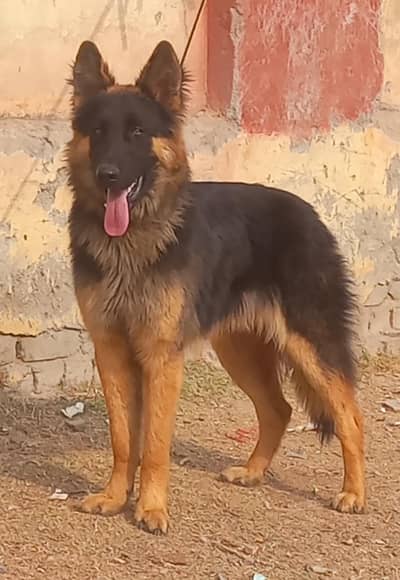 pure king shepherd long caot male show quality healthy and active