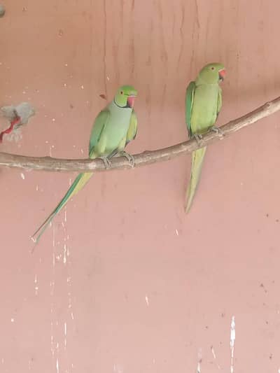 Ringneck Breeder pair