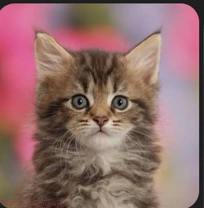 perian male kitten