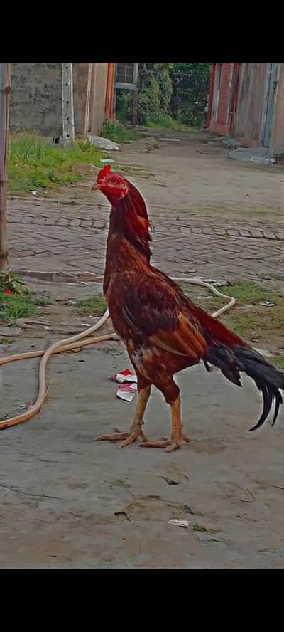 very good mianwali breed