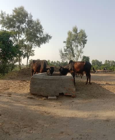 Sell for Eid