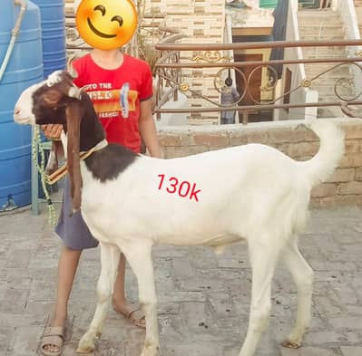 qurbani bakray