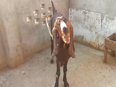 Breeder nagra pure quality