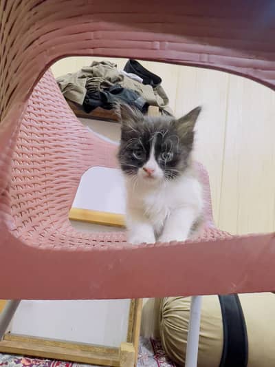 Cat female