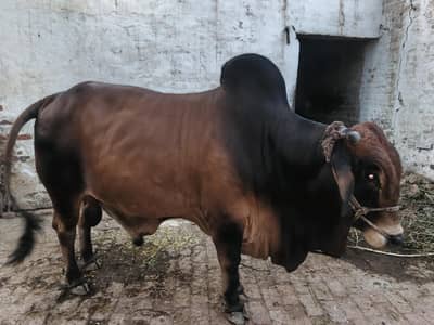 Sahiwal Nasal