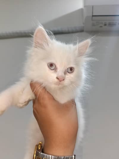 white  colour cat