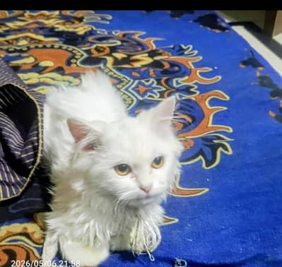 white colour 3 coated cat