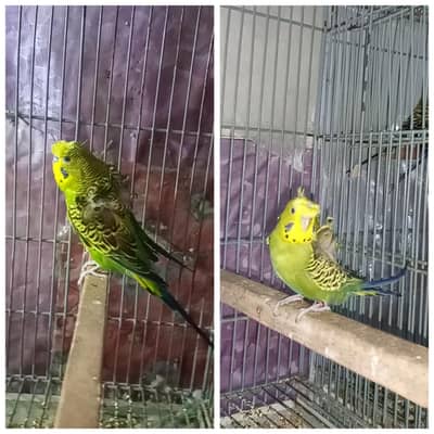 Hogo Split bw pair