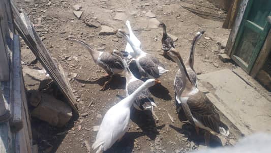 8 ducks   male female
