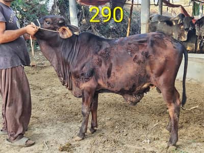 All healthy and active full vaccinated