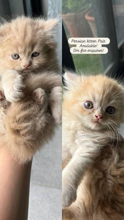 Persian Kittens | Pair
