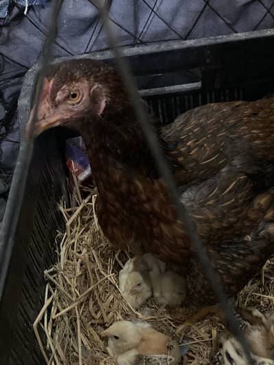 RABBIT MALE RED EYES AVAILABLE OR ASEEL MIAWALI FOR SALE 5 baby k saat