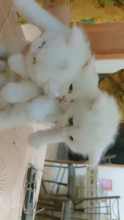 white persian kitten 2 month old