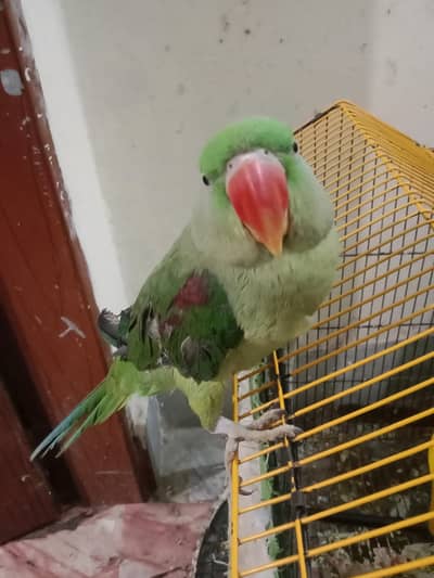 fully hand tame zero bite total friendly talking parat
