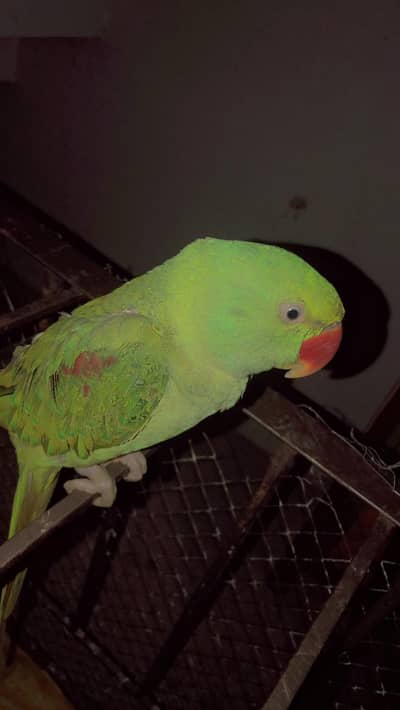 Raw talking parrots with cage