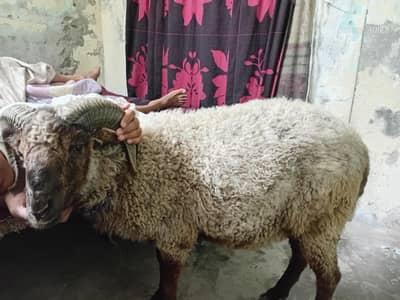 Ram For Sale 33 kg weight Shoqeen Hazarat k liye