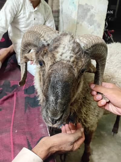 Sheep|Dumba|Goat| For Sale / Qurbani k liye