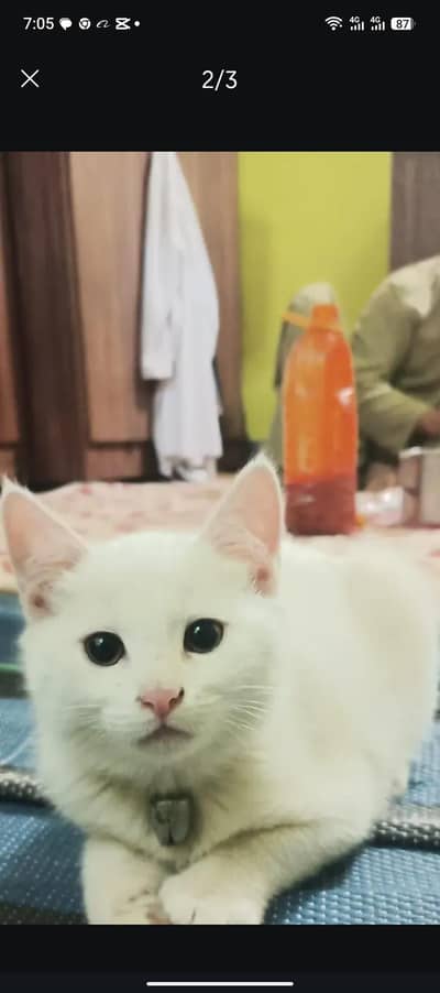 mother cat and male baby for sale
