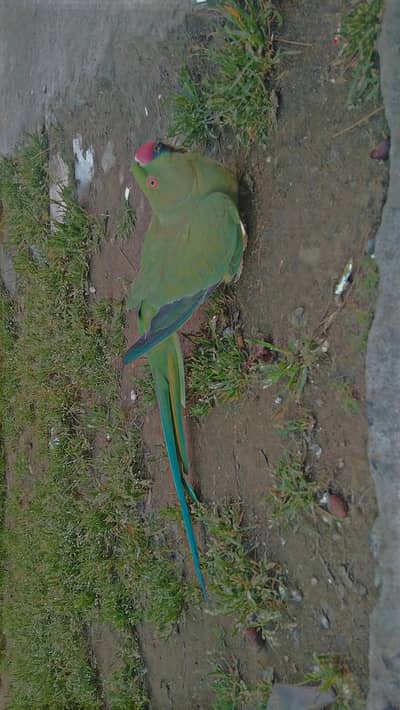 Taking Parrot  Forsale