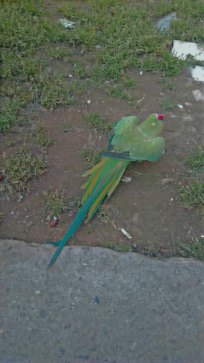 Taking Parrot  Forsale