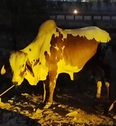 Bull, bachry , dhaggy For Sale Qurbani 2026