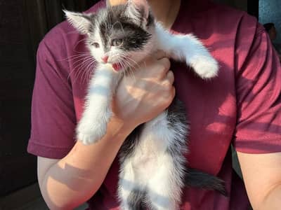 Persian kittens pair