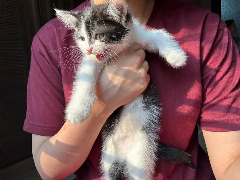 Persian kittens pair 0
