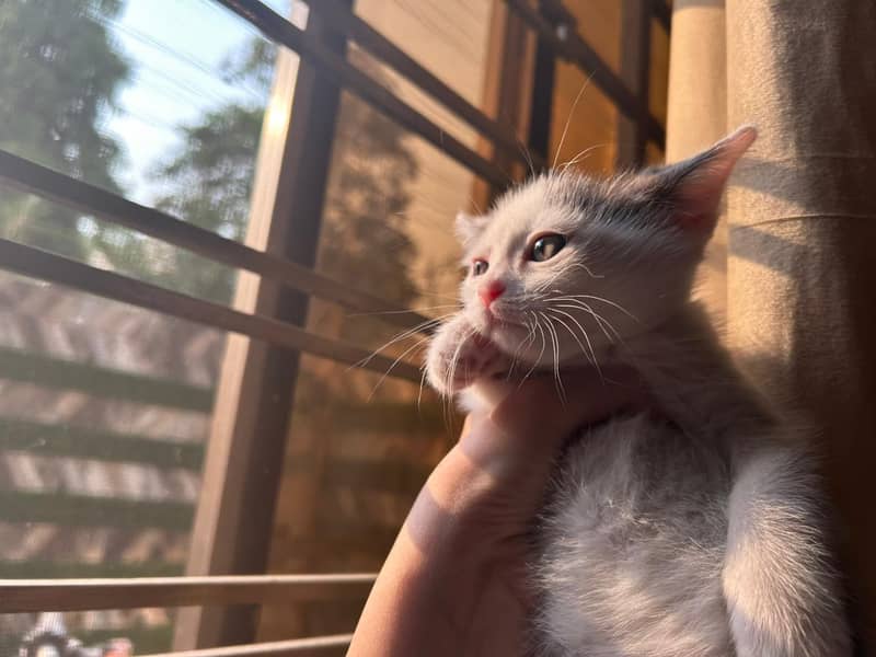 Persian kittens pair 1
