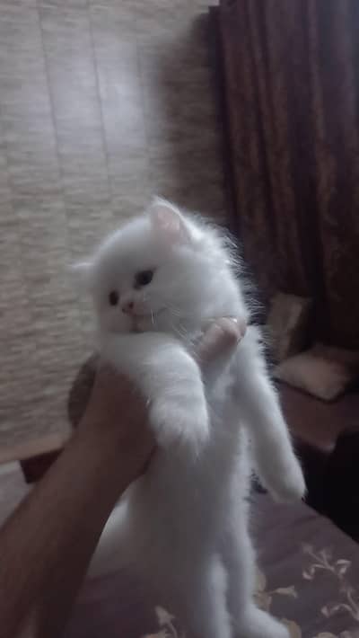 sale cat