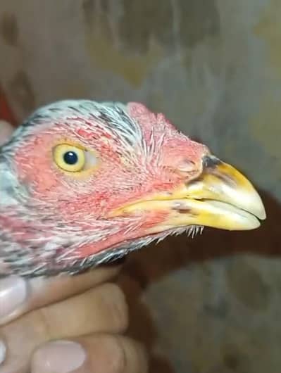 Ustad Bashir purbana breed murgi quality World famous breed  pure