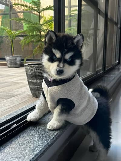 Husky puppy