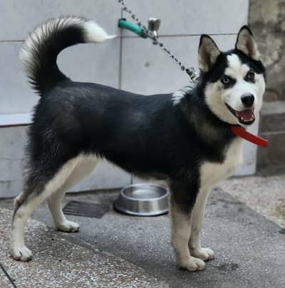 SIBERIAN HUSKY | MALE | ODD EYE’S